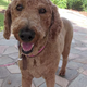Image for article titled These Photos Were Taken By A Dog